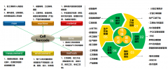 <b>可想而知每个项目都是花一笔带过</b>
